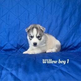 Willow boy 1 - Gray and white male Siberian Husky puppy in Ocala, Florida from Florida Husky Puppies