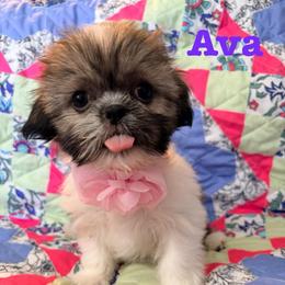 Ava - Liver female Shih Tzu puppy in Hemet, California from Aloha Shih Tzu