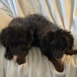 Jane - Blue merle female Aussiedoodle puppy in Churchill County Fallon, Nevada from Card Family Ranch