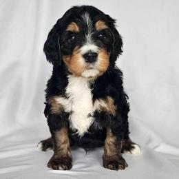 Decker - Tri-color male Bernedoodle puppy in Glenford, Ohio from Mi-De Doodles