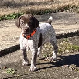 German Shorthaired Pointers from Squirrel Oak Farms