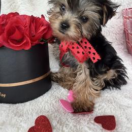 Hersheys - Black and gold male Yorkshire Terrier puppy in Riverside, California from Empire Yorkies