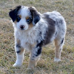 Bachelor - Blue merle male Toy Australian Shepherd puppy in Bly, Oregon from Apacheblus Toy Aussies