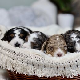 Aussiedoodle Puppies from Crystal Ridge Doodles