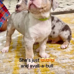 Lime Collar - Lilac tri-color female American Bully puppy in Mansfield, Texas from Eleven:11 Kennels
