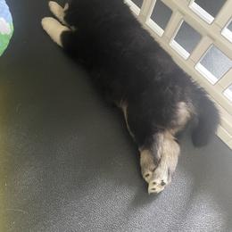Pomsky Puppies from Blue Sky Pomsky