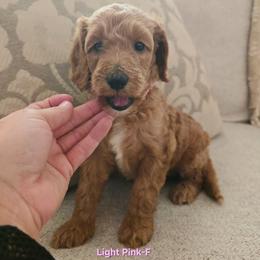 Cockapoo Puppies from Ashley Dedmon
