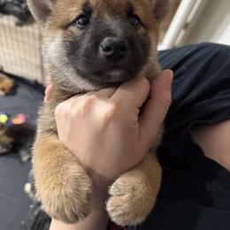 Shiba Inu Puppies from Shiba Co.