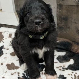 Mya F1 ICA Black girl 3 - Black female Pyredoodle puppy in Prescott, Washington from Washington Bernedoodles & Pyredoodles