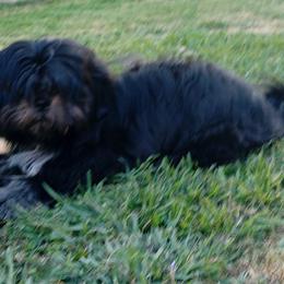 Readdy - Black and white male Shih Tzu puppy in Grand Prairie, Texas from R&R Shih-Tzus & Stud Services