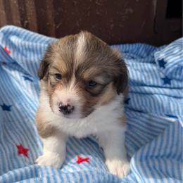 Justice - Red male Pembroke Welsh Corgi puppy in Bloomfield, Iowa from Beebe’s Corgis & Doxies