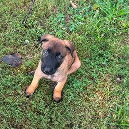 Rolling G Kennels Tales of the Crypt (Crypt) - Red sable male Belgian Malinois puppy in Dewy Rose, Georgia from Rolling G Kennels