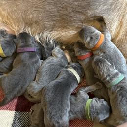German Shepherd Puppies from Legacy K9’s