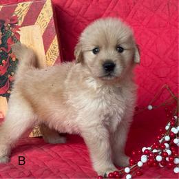 Busy Bee - Golden female Golden Retriever puppy in Lynn, Indiana from Four Seasons