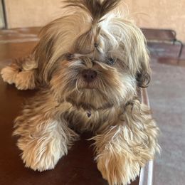 Ariel - Shih Tzu
