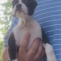 Flashy Female 1 - Brindle Boxer puppy in Mississippi from Gravestown Boxers