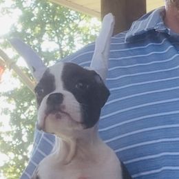 Flashy Female 1 - Brindle Boxer puppy in Mississippi from Gravestown Boxers