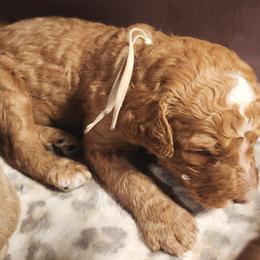 Caleb - Caramel red male Labradoodle puppy in Fostoria, Michigan from North Country Kennel Club