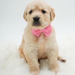 Rose - Light golden female Golden Retriever puppy in Elmwood Park, Illinois from HuskiesAndGoldensWithFinesse