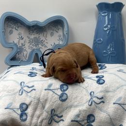 Royal Blue - Yellow male Labrador Retriever puppy in Heath Springs, South Carolina from Rich Hill Retrievers