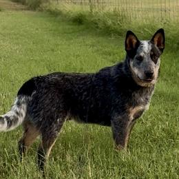 Australian Cattle Dog Puppies from Camira Ranch Australian Cattle Dogs