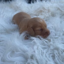 Poppy READY X-MAS WEEK - Red female Dachshund puppy in Purdy, Missouri from Shotgun Pups