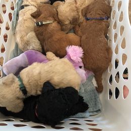 Aussiedoodle, Bernedoodle, and Poodle Puppies from Megan’s Spoiled Standards