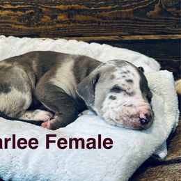 Catahoula Leopard Dog Puppies from M5 Catahoulas