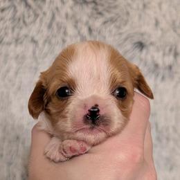 Kit - Blenheim male Cavalier King Charles Spaniel puppy in Stilwell, Oklahoma from Love Bug Cavaliers