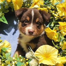 Louie - Red tri male Miniature Australian Shepherd puppy in Sandown, New Hampshire from Ashby Lou Aussies