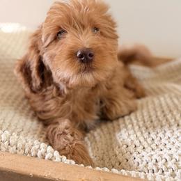Male 2 - Red  male Goldendoodle puppy in Modesto, California from Central Valley Canine Companions