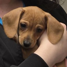 Red - Red female Dachshund puppy in Barre, Massachusetts from Central Mass Dachshunds