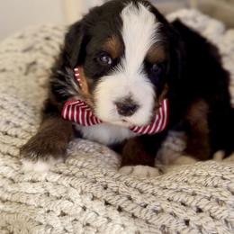Bernedoodle, Cavapoo, and Goldendoodle Puppies from Blackberry Farm Puppies