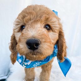 Goldendoodle Puppies from Celebrity Doodles DFW