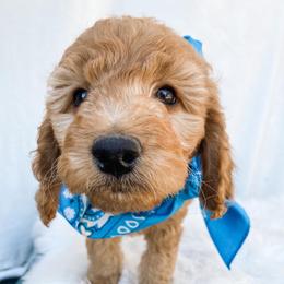 Goldendoodle Puppies from Celebrity Doodles DFW