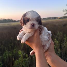 Magnolia - Blenheim female Cavalier King Charles Spaniel puppy in North Augusta, South Carolina from Lauren Muns