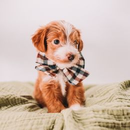 Purple Girl - Apricot female Goldendoodle puppy in Mckinney, Texas from Doodles of North Tx