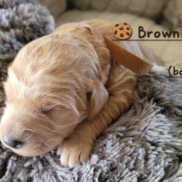 Goldendoodle Puppies from 3 Willows Goldendoodles