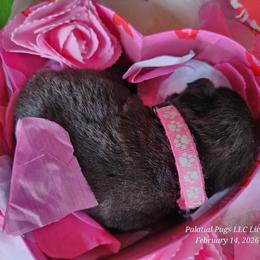 Pink collar - Black female Pug puppy in Lebanon, Maine from Palatial Pugs LLC