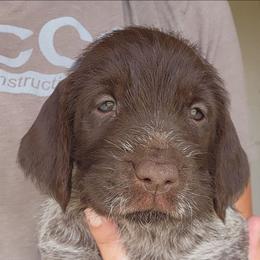 Girl 2 - Brown and gray female Wirehaired Pointing Griffon puppy in Emmett, Idaho from Idaho Wirehaired Pointing Griffons