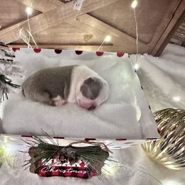 Boston Terrier Puppies from Designers Boston Terriers