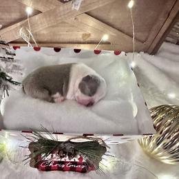 Boston Terrier Puppies from Designers Boston Terriers