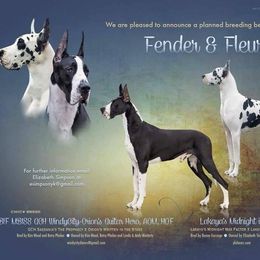 Great Dane Puppies from YK Great Danes