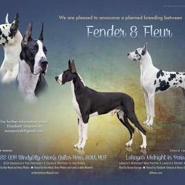 Great Dane Puppies from YK Great Danes