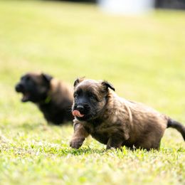 Sigil - Mahogany and black female Belgian Tervuren puppy in Sanford, North Carolina from Golden Wind
