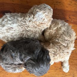 Cavapoo puppies from Still Water Puppies