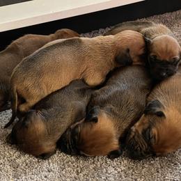 Rhodesian Ridgeback Puppies from Masai's Pride Rhodesian Ridgbacks