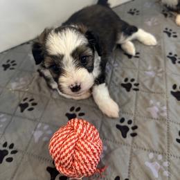 Girl 2 - Brown merle female Aussiedoodle puppy in Martin County, Florida from Biggie Ranch