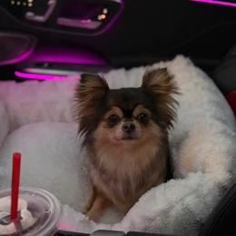 Kitty - Chihuahua
