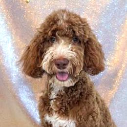 Ruth - Goldendoodle